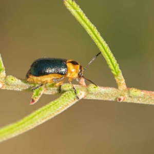 Aporocera (Aporocera) consors at O'Connor, ACT - 17 Mar 2023