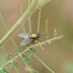 Lucilia cuprina (Australian sheep blowfly) at O'Connor, ACT - 20 Mar 2023 by ConBoekel