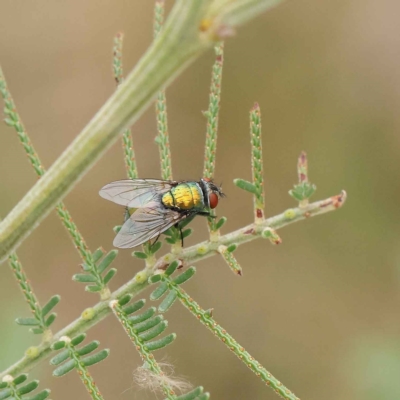 Lucilia cuprina (Australian sheep blowfly) at O'Connor, ACT - 20 Mar 2023 by ConBoekel