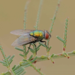 Lucilia cuprina at O'Connor, ACT - 20 Mar 2023 09:17 AM