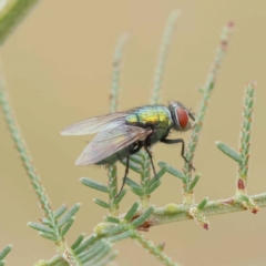 Lucilia cuprina at O'Connor, ACT - 20 Mar 2023 09:17 AM