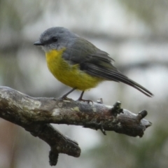 Eopsaltria australis (Eastern Yellow Robin) at Boro - 20 Mar 2023 by Paul4K