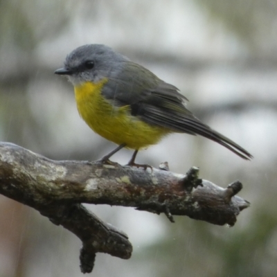 Eopsaltria australis (Eastern Yellow Robin) at Boro - 20 Mar 2023 by Paul4K