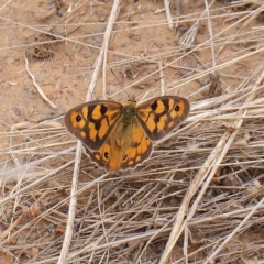 Heteronympha penelope (Shouldered Brown) at O'Connor, ACT - 19 Mar 2023 by ConBoekel