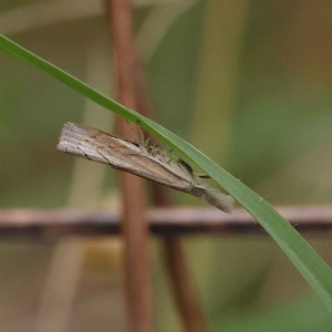 Culladia cuneiferellus at O'Connor, ACT - 20 Mar 2023