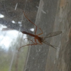 Netelia sp. (genus) (An Ichneumon wasp) at Boro, NSW - 20 Mar 2023 by Paul4K