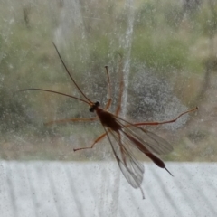 Netelia sp. (genus) at Boro, NSW - 21 Mar 2023