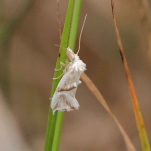 Heliocosma argyroleuca at O'Connor, ACT - 20 Mar 2023