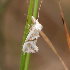 Heliocosma argyroleuca at O'Connor, ACT - 20 Mar 2023