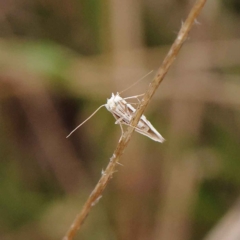 Heliocosma argyroleuca at O'Connor, ACT - 20 Mar 2023