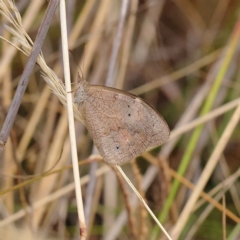 Heteronympha merope (Common Brown Butterfly) at O'Connor, ACT - 20 Mar 2023 by ConBoekel