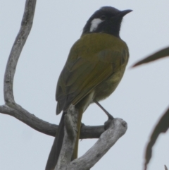 Nesoptilotis leucotis (White-eared Honeyeater) at Boro, NSW - 21 Mar 2023 by Paul4K