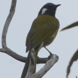 Nesoptilotis leucotis at Boro, NSW - suppressed