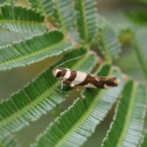 Macrobathra desmotoma at O'Connor, ACT - 20 Mar 2023 08:53 AM