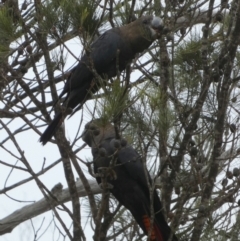 Calyptorhynchus lathami (Glossy Black-Cockatoo) at Boro, NSW - 21 Mar 2023 by Paul4K