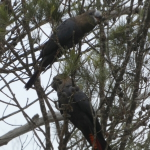 Calyptorhynchus lathami at Boro, NSW - 22 Mar 2023