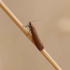 Lecithoceridae (family) (Tropical Longhorned Moths) at O'Connor, ACT - 20 Mar 2023 by ConBoekel