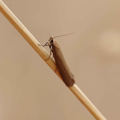 Lecithoceridae (family) (Tropical Longhorned Moths) at O'Connor, ACT - 20 Mar 2023 by ConBoekel