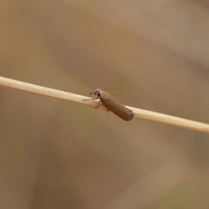 Lecithoceridae (family) at O'Connor, ACT - 20 Mar 2023 08:40 AM