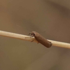 Lecithoceridae (family) at O'Connor, ACT - 20 Mar 2023 08:40 AM