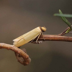 Phauloplana illuta at O'Connor, ACT - 20 Mar 2023