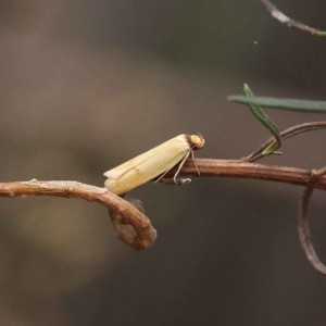 Phauloplana illuta at O'Connor, ACT - 20 Mar 2023