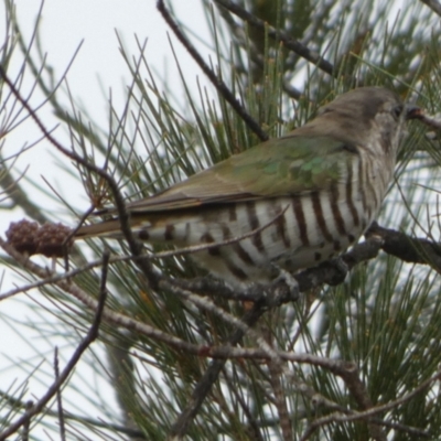 Chrysococcyx lucidus (Shining Bronze-Cuckoo) at Boro, NSW - 22 Mar 2023 by Paul4K