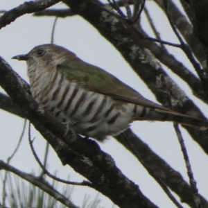 Chrysococcyx lucidus at Boro, NSW - 22 Mar 2023