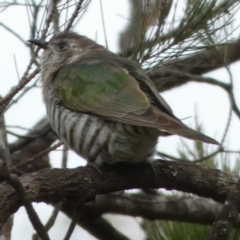 Chrysococcyx lucidus at Boro, NSW - 22 Mar 2023