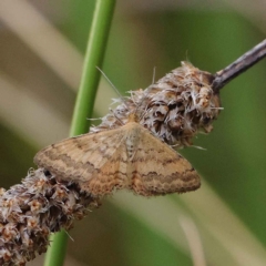 Scopula rubraria (Reddish Wave, Plantain Moth) at O'Connor, ACT - 20 Mar 2023 by ConBoekel