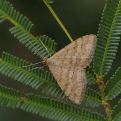 Scopula rubraria (Reddish Wave, Plantain Moth) at O'Connor, ACT - 20 Mar 2023 by ConBoekel