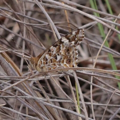 Vanessa kershawi (Australian Painted Lady) at O'Connor, ACT - 20 Mar 2023 by ConBoekel