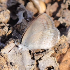 Zizina otis (Common Grass-Blue) at O'Connor, ACT - 17 Mar 2023 by ConBoekel