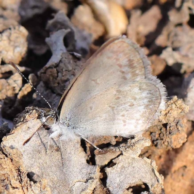 Zizina otis (Common Grass-Blue) at O'Connor, ACT - 16 Mar 2023 by ConBoekel