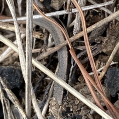 Morethia boulengeri (Boulenger's Skink) at Molonglo Valley, ACT - 22 Mar 2023 by SteveBorkowskis