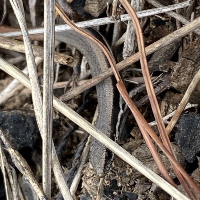 Morethia boulengeri (Boulenger's Skink) at Molonglo Valley, ACT - 22 Mar 2023 by SteveBorkowskis