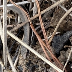 Morethia boulengeri at Molonglo Valley, ACT - 22 Mar 2023