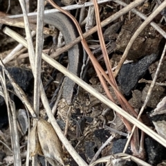 Morethia boulengeri at Molonglo Valley, ACT - 22 Mar 2023