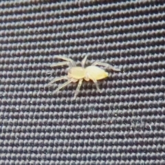 Clubionidae (family) at Bonython, ACT - 22 Mar 2023 01:52 PM