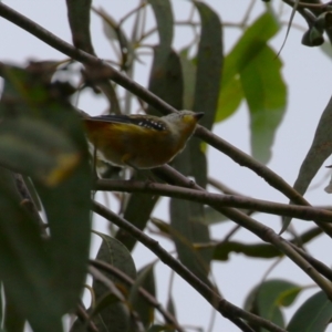 Pardalotus punctatus at Bonython, ACT - 22 Mar 2023