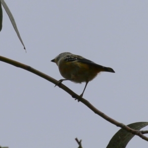 Pardalotus punctatus at Bonython, ACT - 22 Mar 2023