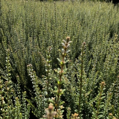 Oxylobium ellipticum (Common Shaggy Pea) at Tennent, ACT - 22 Mar 2023 by Meis