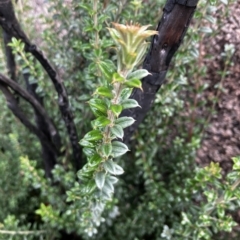 Oxylobium ellipticum at Tennent, ACT - 22 Mar 2023 02:00 PM