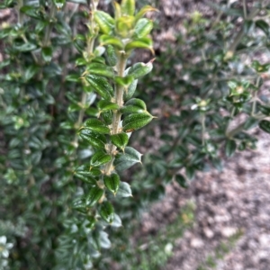 Oxylobium ellipticum at Tennent, ACT - 22 Mar 2023 02:00 PM