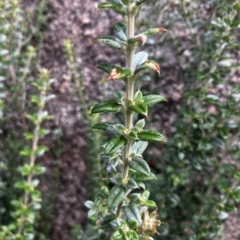 Oxylobium ellipticum at Tennent, ACT - 22 Mar 2023