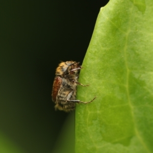 Automolius sp. (genus) at Murrumbateman, NSW - 22 Mar 2023