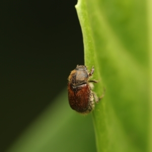 Automolius sp. (genus) at Murrumbateman, NSW - 22 Mar 2023