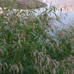 Persicaria lapathifolia (Pale Knotweed) at Paddys River, ACT - 15 Mar 2023 by michaelb