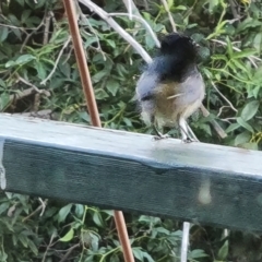 Rhipidura leucophrys at Wambrook, NSW - suppressed