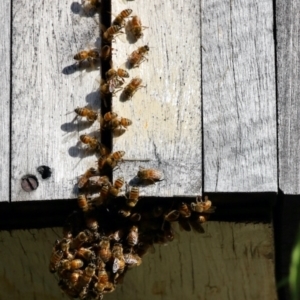 Apis mellifera at Aranda, ACT - 25 Feb 2023